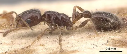 Cardiocondyla elegans - CASENT0904460