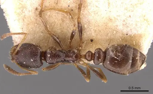 Cardiocondyla elegans - CASENT0908353