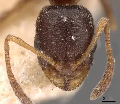 Cardiocondyla elegans - CASENT0908353