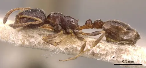 Cardiocondyla elegans - CASENT0908353