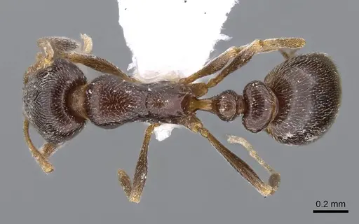 Cardiocondyla elegans - CASENT0914959