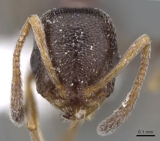 Cardiocondyla elegans - CASENT0914959