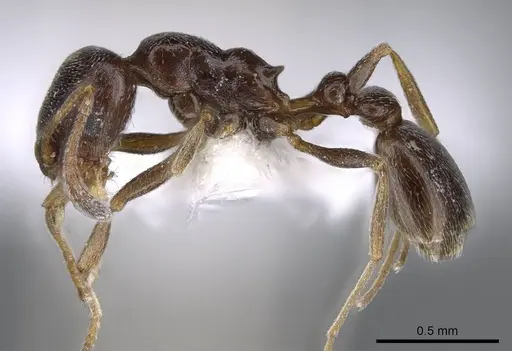 Cardiocondyla elegans - CASENT0914959