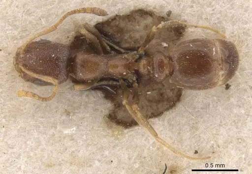 Cardiocondyla elegans - CASENT0915398