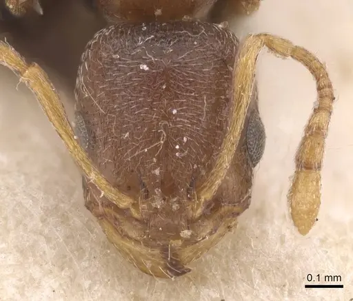 Cardiocondyla elegans - CASENT0915398