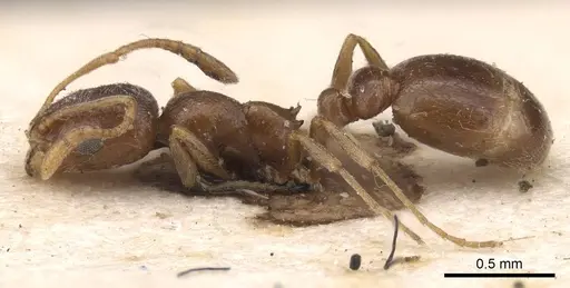 Cardiocondyla elegans - CASENT0915398