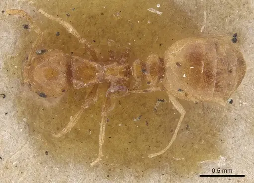 Cardiocondyla elegans - CASENT0915399