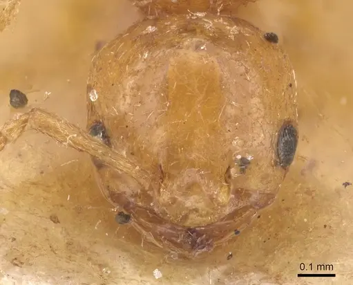 Cardiocondyla elegans - CASENT0915399