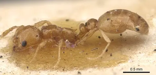 Cardiocondyla elegans - CASENT0915399