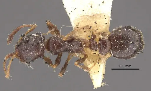 Cardiocondyla elegans - CASENT0917796