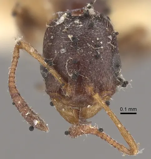 Cardiocondyla elegans - CASENT0917796