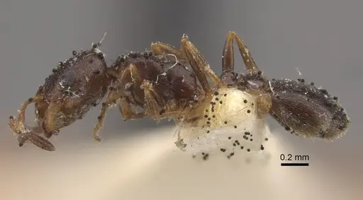 Cardiocondyla elegans - CASENT0917796