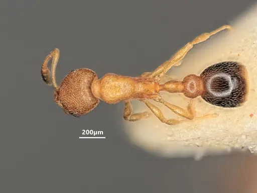 Cardiocondyla emeryi specimen