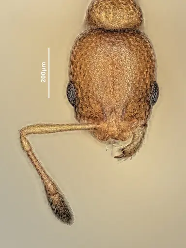 Cardiocondyla emeryi specimen