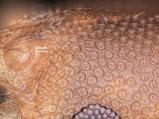 Cardiocondyla emeryi specimen