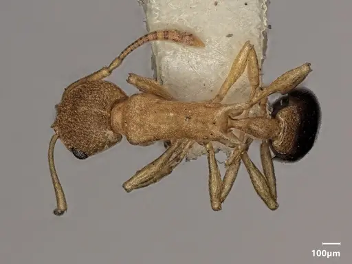 Cardiocondyla excavata specimen