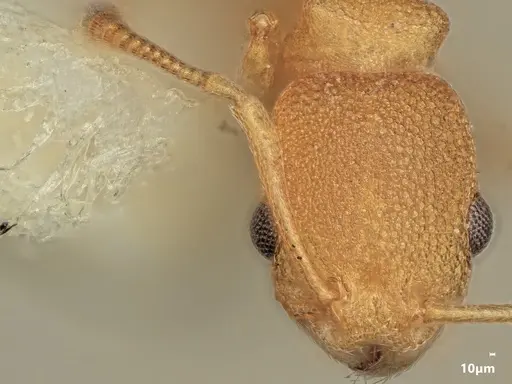 Cardiocondyla excavata specimen