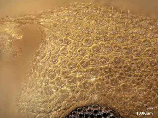 Cardiocondyla excavata specimen