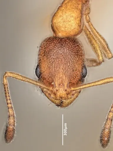 Cardiocondyla fajumensis specimen