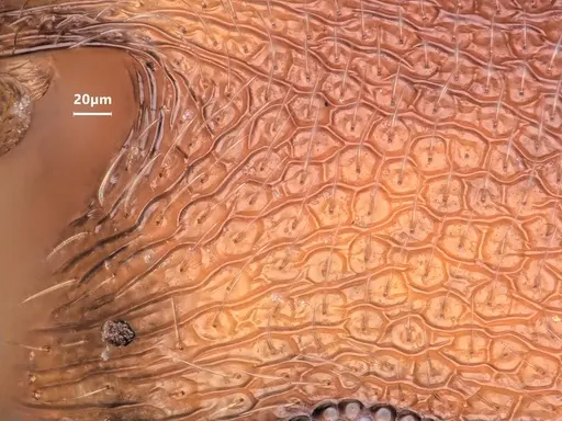 Cardiocondyla fajumensis specimen