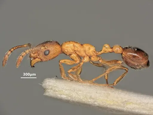 Cardiocondyla fajumensis - ANTWEB1048514