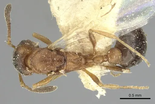 Cardiocondyla fajumensis - CASENT0249884
