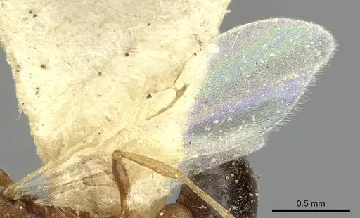 Cardiocondyla fajumensis - CASENT0249884