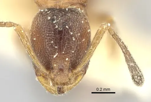 Cardiocondyla fajumensis - CASENT0249884