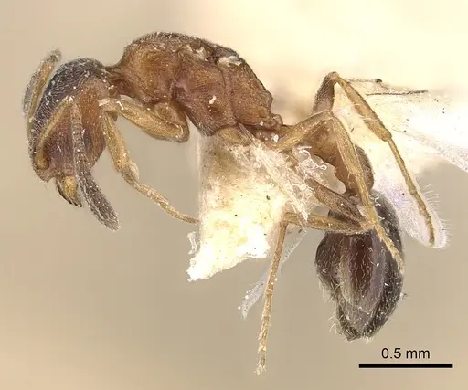 Cardiocondyla fajumensis - CASENT0249884