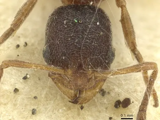 Cardiocondyla fajumensis - CASENT0913593