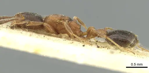 Cardiocondyla fajumensis - CASENT0913593