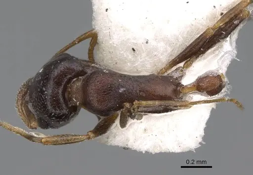 Cardiocondyla gallagheri specimen