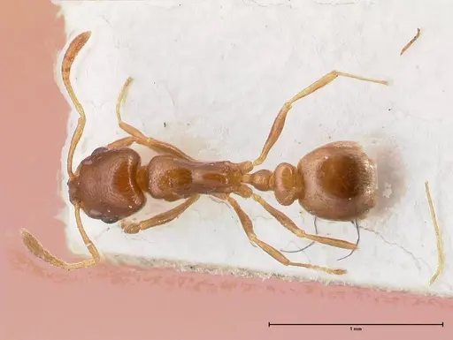 Cardiocondyla gallilaeica specimen