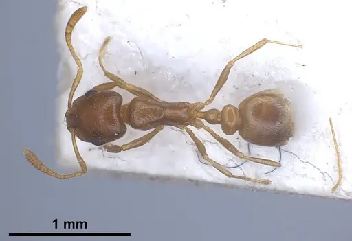 Cardiocondyla gallilaeica specimen