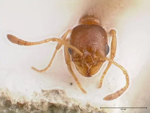 Cardiocondyla gallilaeica specimen