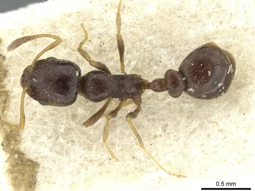 Cardiocondyla gibbosa specimen