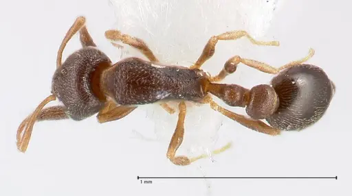 Cardiocondyla goa specimen