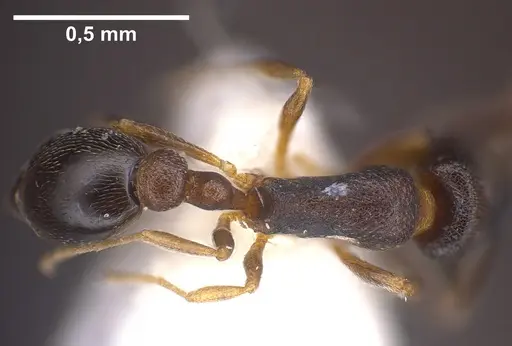 Cardiocondyla goa specimen