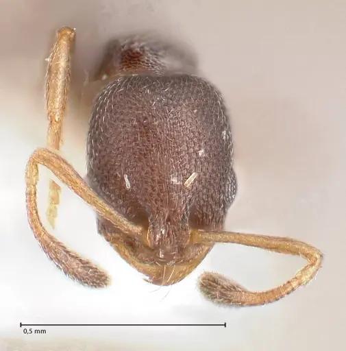 Cardiocondyla goa specimen