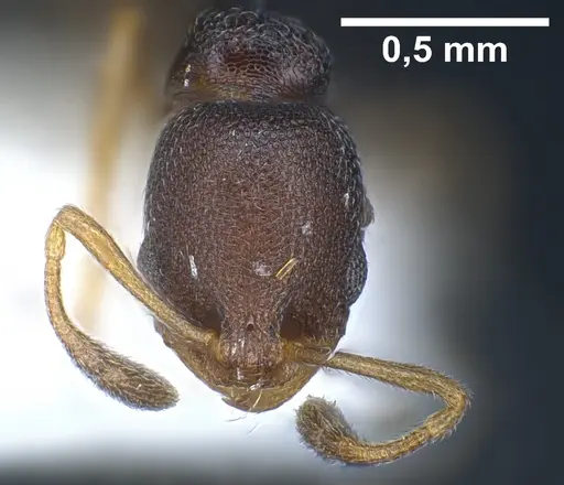 Cardiocondyla goa - FOCOL0733