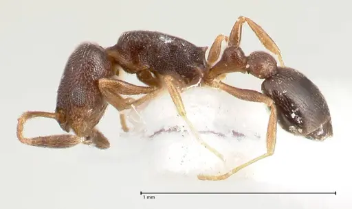 Cardiocondyla goa - FOCOL0733