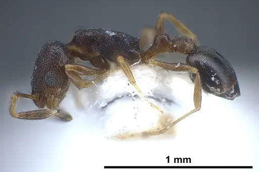 Cardiocondyla goa - FOCOL0733