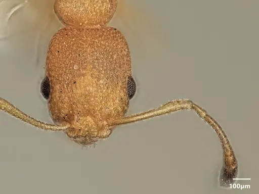 Cardiocondyla goroka specimen