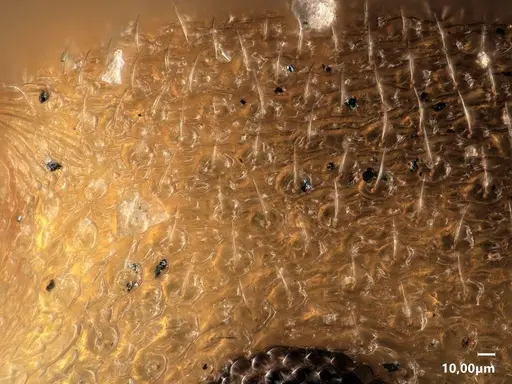 Cardiocondyla goroka specimen