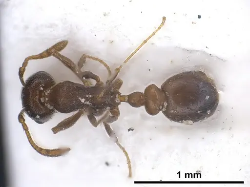 Cardiocondyla israelica specimen
