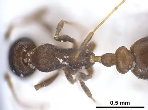 Cardiocondyla israelica specimen