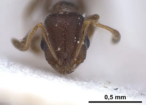 Cardiocondyla israelica specimen