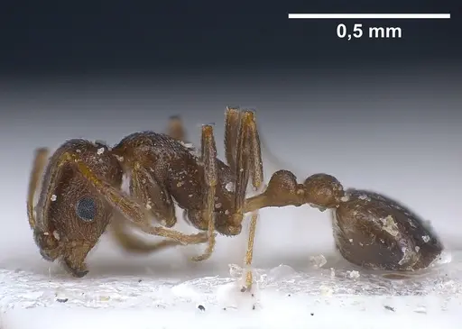 Cardiocondyla israelica - ANTWEB1040303