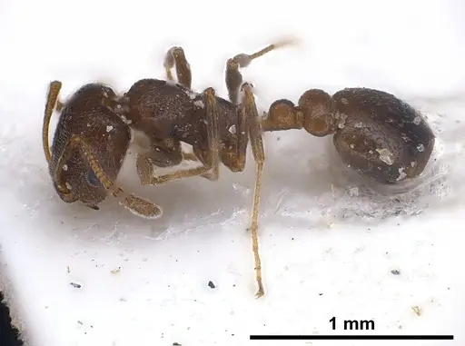 Cardiocondyla israelica - ANTWEB1040303