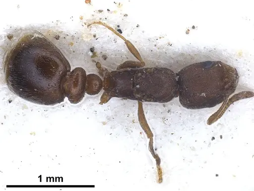 Cardiocondyla israelica - ANTWEB1041247